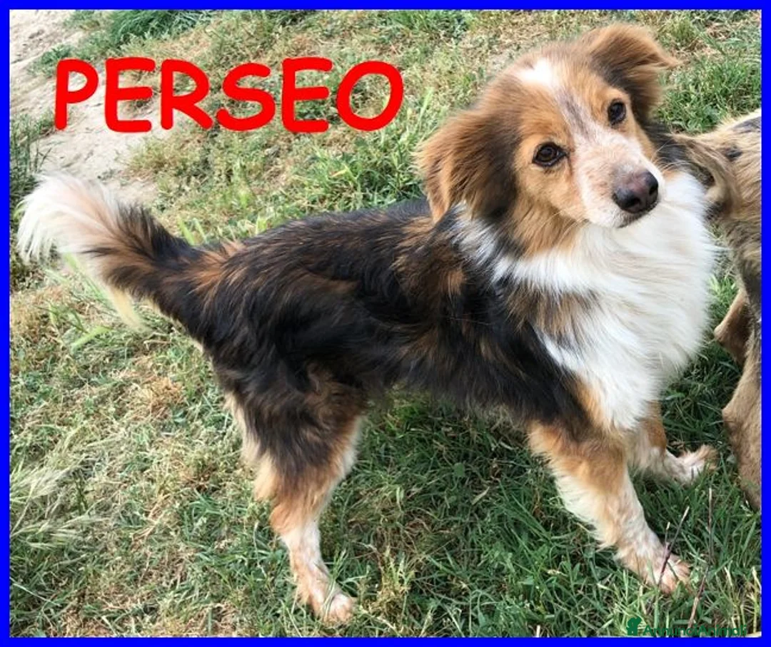 Meticcio cani in regalo: PERSEO simpatico peperino tg mediopicc. - Annuncio 3