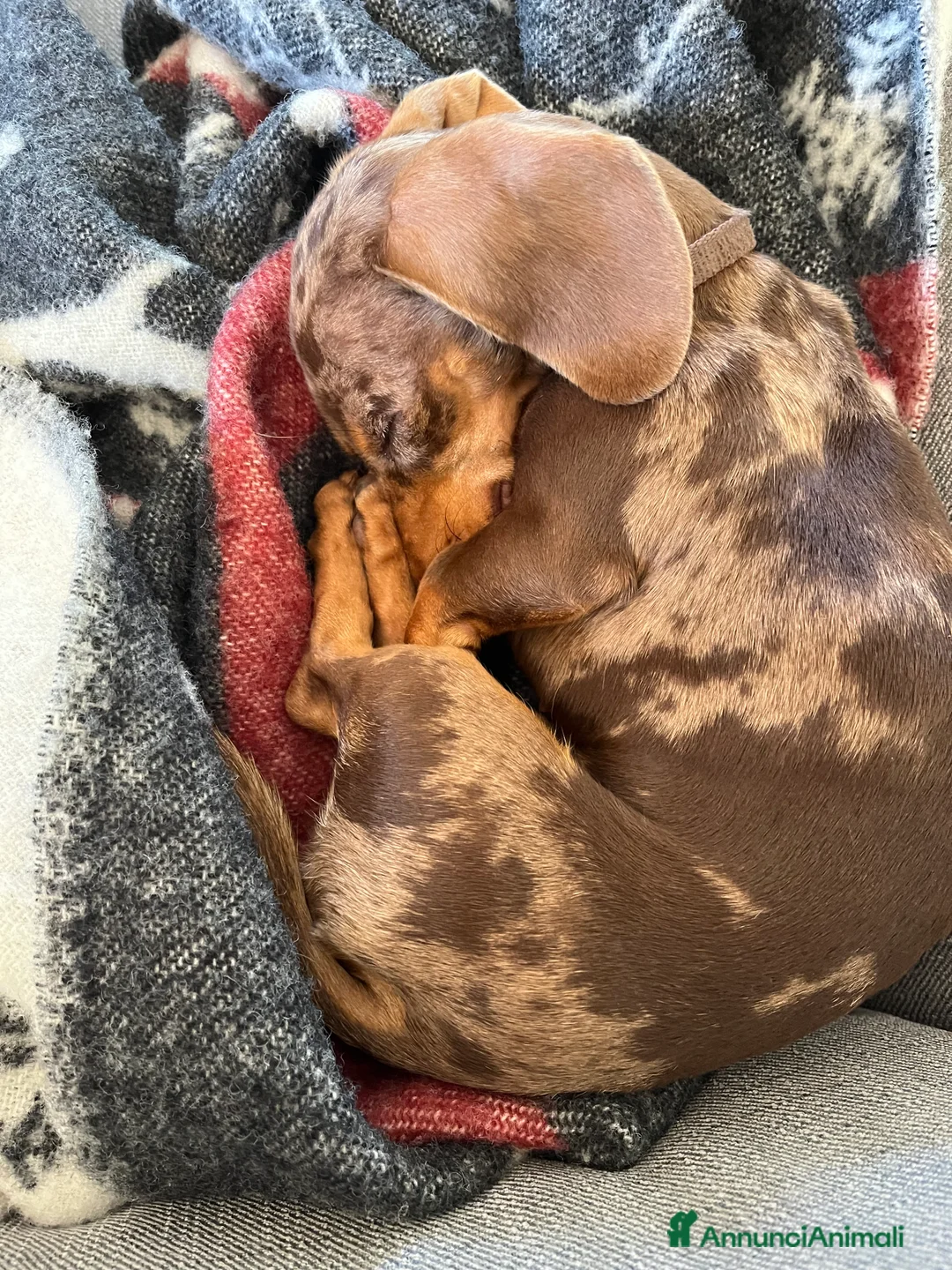 Immagine della galleria {{count}}