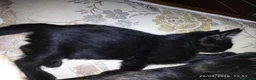 Europeo gatti in regalo: Gattini 2 mesi a Città Metropolitana di Bologna - Annuncio 5