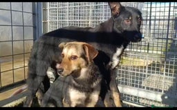 Meticcio cani in regalo: Carlo: 1 anno e mezzo, socievole, timido, dolce a Città Metropolitana di Genova - Immagine 8