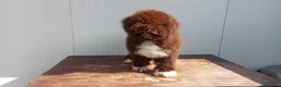 Lagotto cani in vendita: Lagotto Romagnolo  a Provincia di Lecce - Annuncio 4