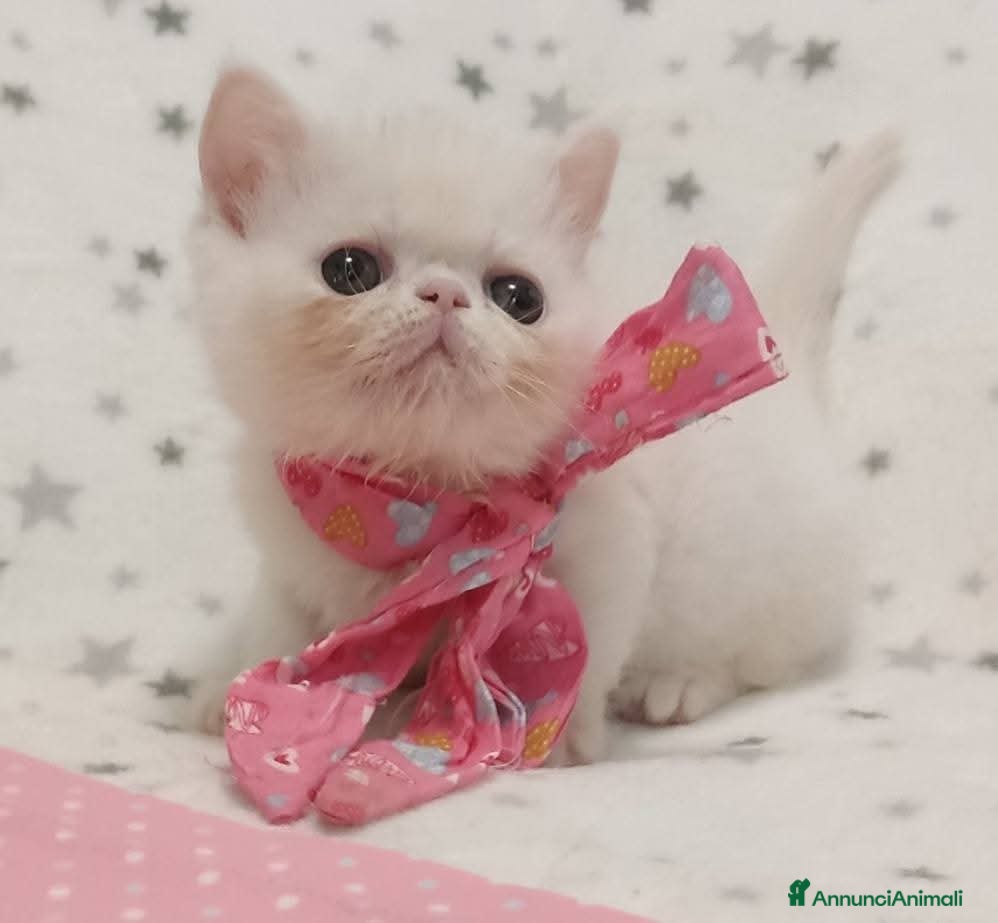 Exotic Shorthair gatti Exotic short hair/persiano bianco - Annuncio 1