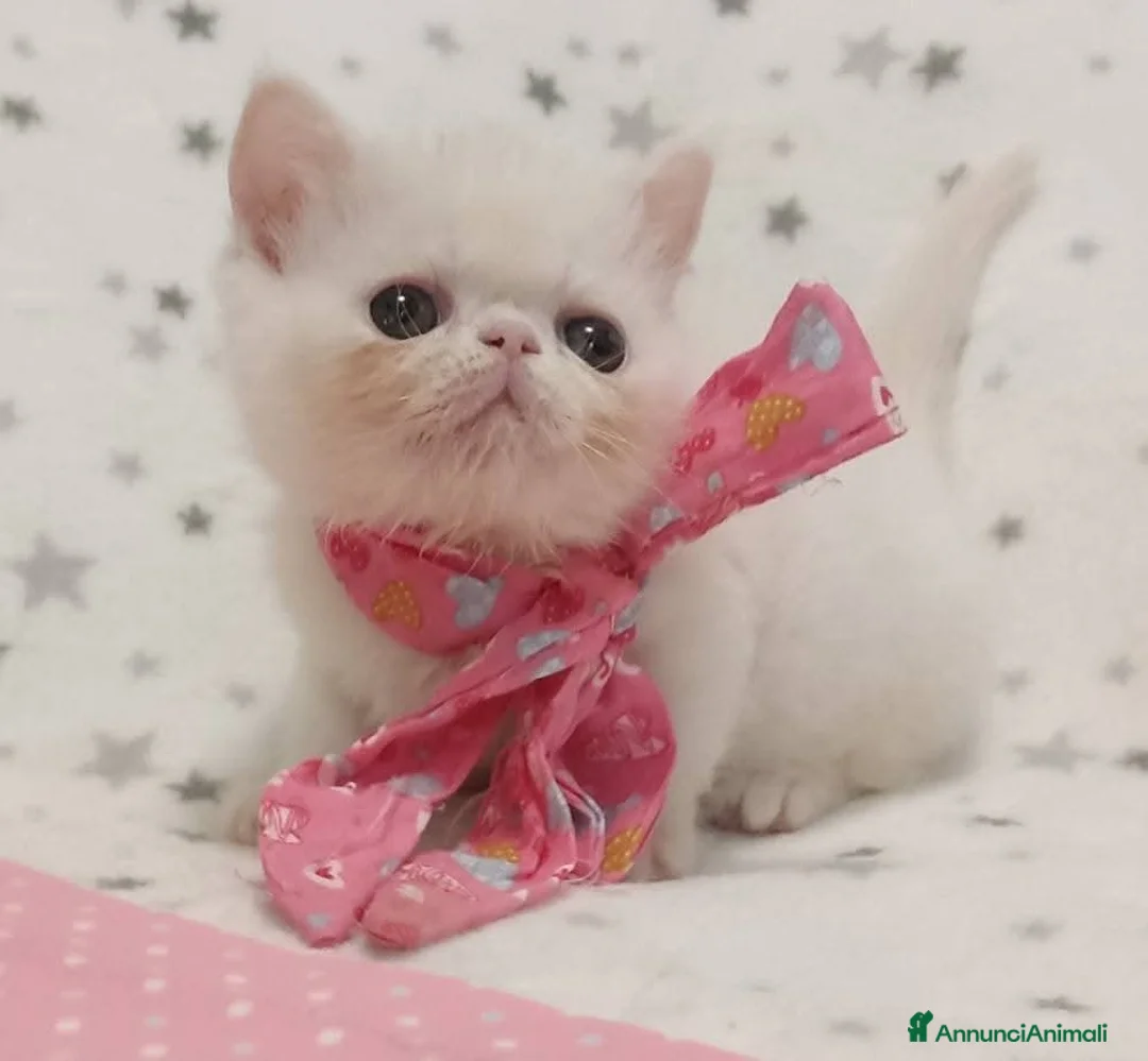 Exotic Shorthair gatti in vendita: Exotic short hair/persiano bianco - Annuncio 1