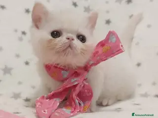 Exotic Shorthair gatti Exotic short hair/persiano bianco - Annuncio 1