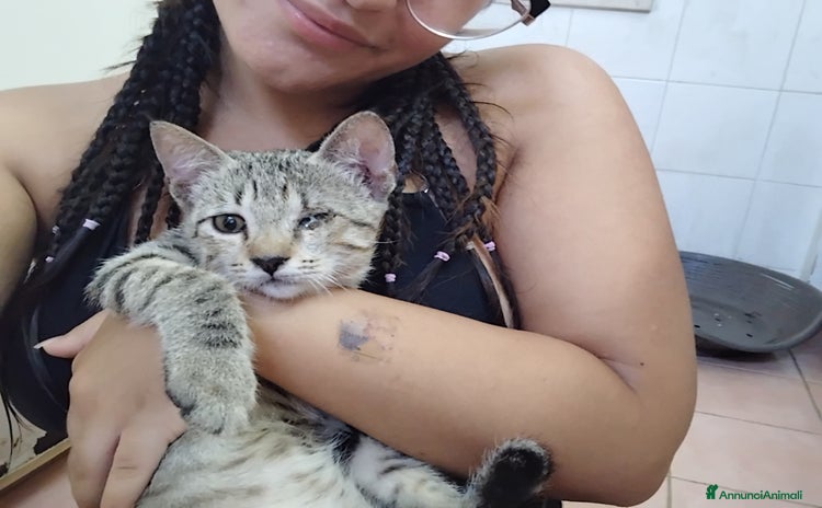 Altre razze gatti a Libero consorzio comunale di Trapani - Annuncio 6