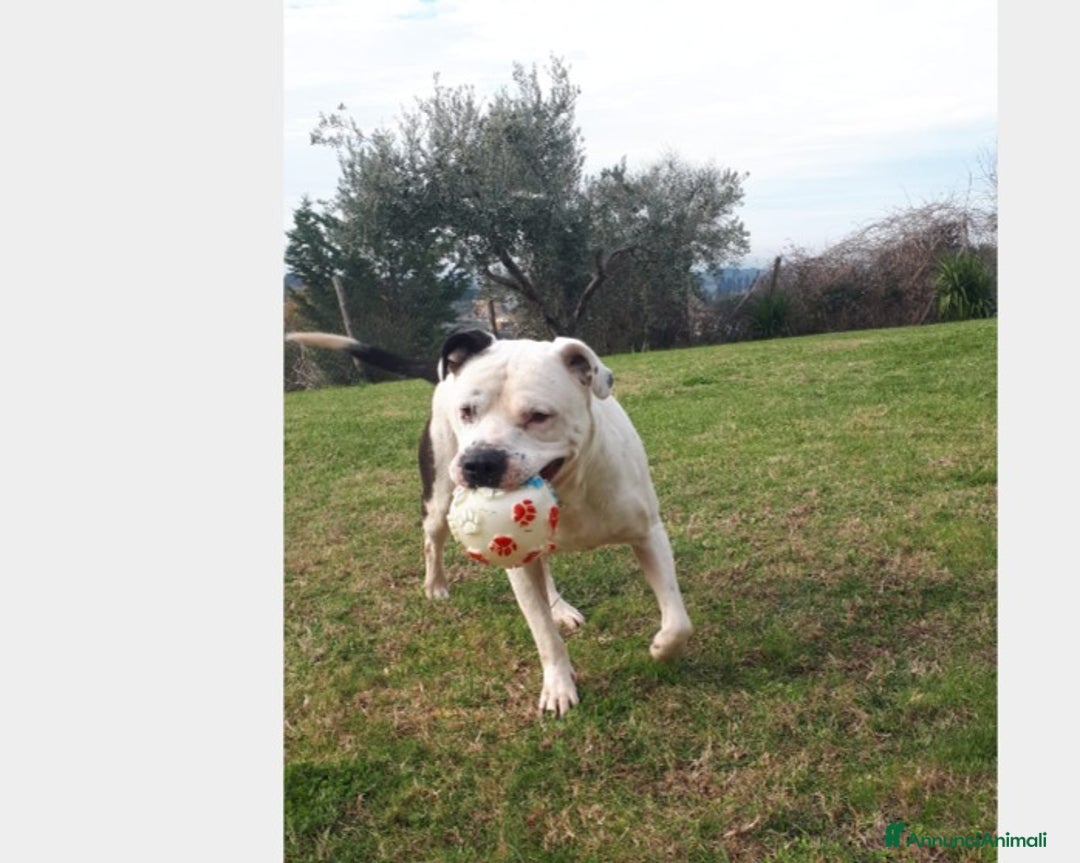 Meticcio cani in regalo: Klaus, adozione del cuore...  a Roma - Annuncio 2