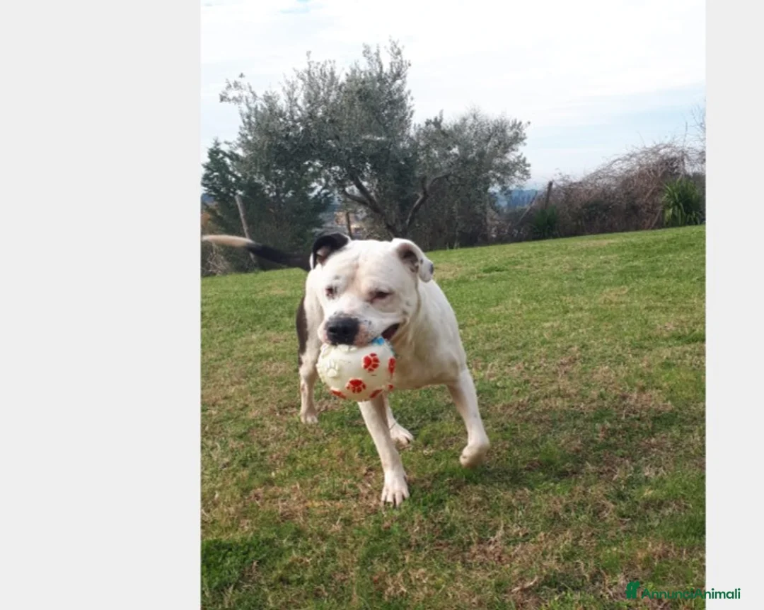 Meticcio cani in regalo: Klaus, adozione del cuore...  a Roma - Annuncio 2
