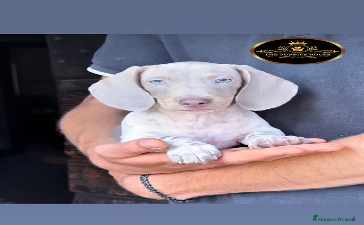 Bassotto cani a Provincia di Brescia - Annuncio 4