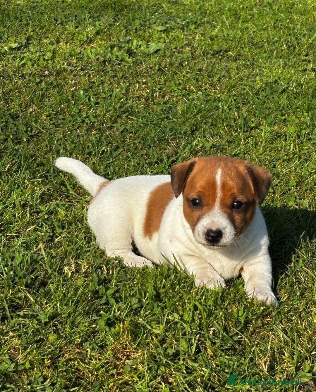 Jack Russell cani in vendita: Cuccioli di Jack Russell di prima qualità a Città metropolitana di Roma Capitale - Annuncio 1