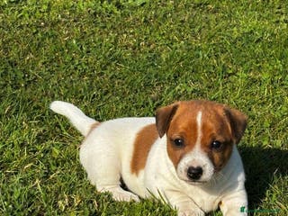 Jack Russell cani Cuccioli di Jack Russell di prima qualità a Città metropolitana di Roma Capitale - Annuncio 5