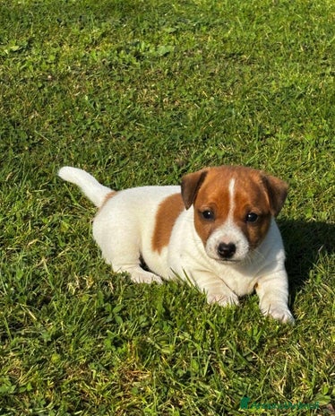 Jack Russell cani a Città metropolitana di Roma Capitale - Annuncio 1