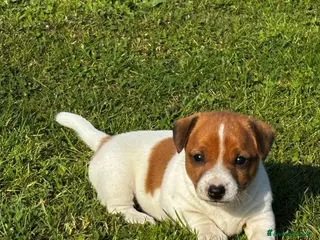 Jack Russell cani Cuccioli di Jack Russell di prima qualità a Città metropolitana di Roma Capitale - Annuncio 2