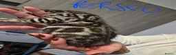 Bengala gatti in vendita: Cuccioli di Bengala a Provincia del Verbano-Cusio-Ossola - Annuncio 4