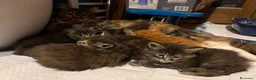 Maine Coon gatti in vendita: cucciole di Maine coon con pedigree - Annuncio 6