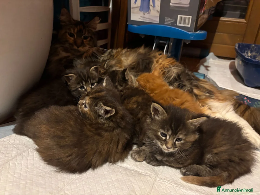 Maine Coon gatti in vendita: cucciole di Maine coon con pedigree - Annuncio 6