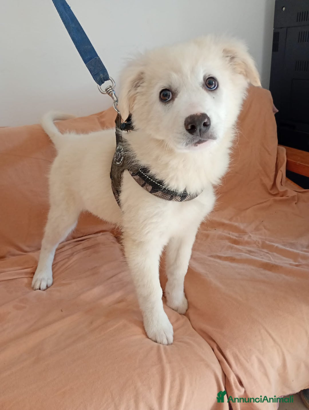 Altre razze cani in regalo: laila lisa lella - Annuncio 4