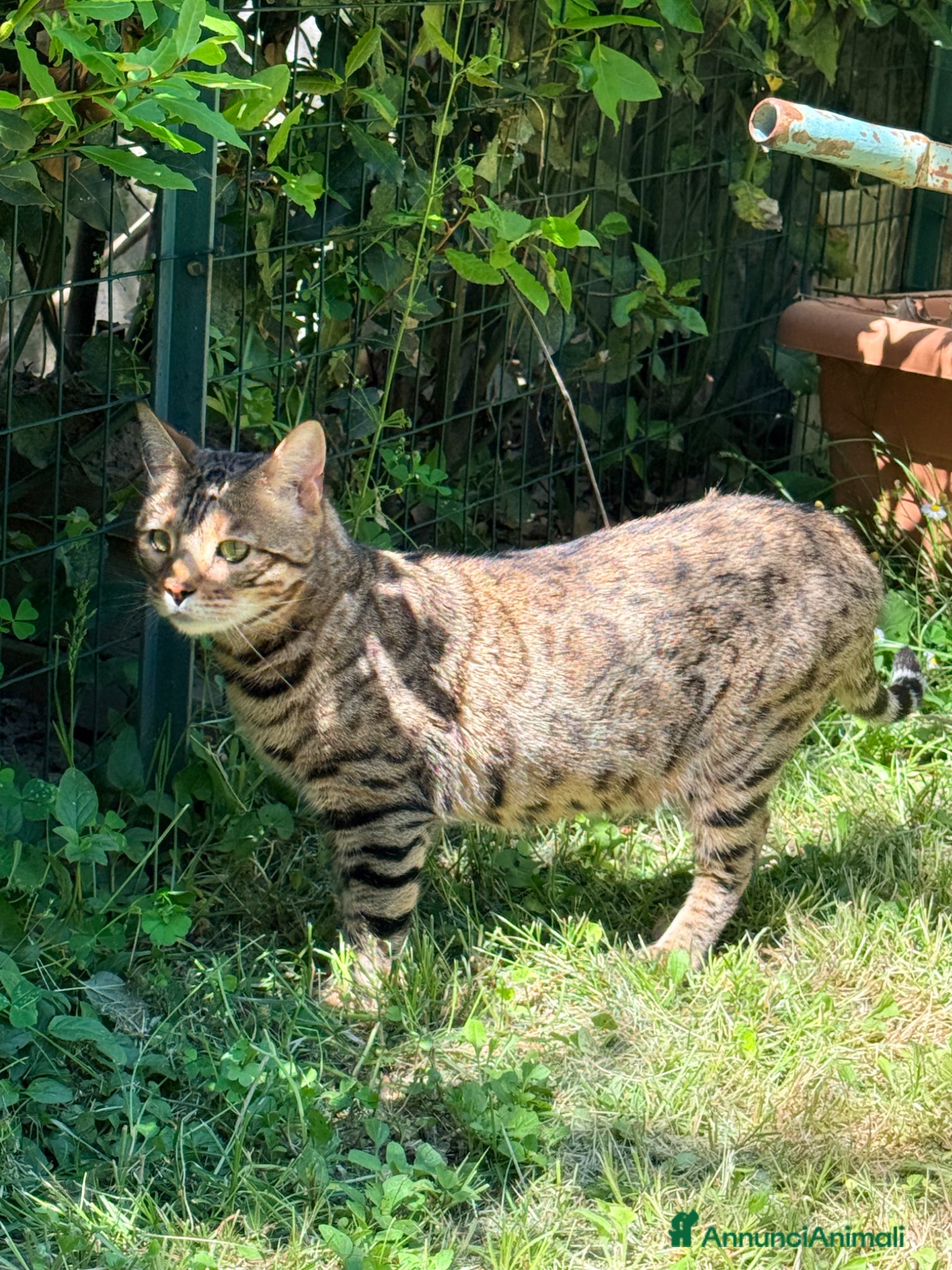 Bengala gatti in vendita: Gatto bengala a Provincia di Pistoia - Annuncio 4