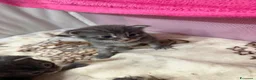 Maine Coon gatti in vendita: Dolcissimi cuccioli di Maine coon  - Annuncio 1