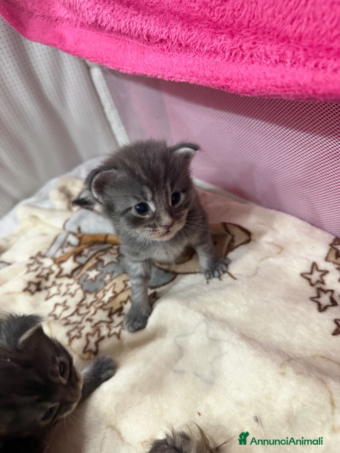 Maine Coon gatti in vendita: Dolcissimi cuccioli di Maine coon  - Annuncio 1