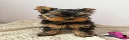 Yorkshire cani in vendita: Yorkshire Terrier  a Libero consorzio comunale di Agrigento - Annuncio 3