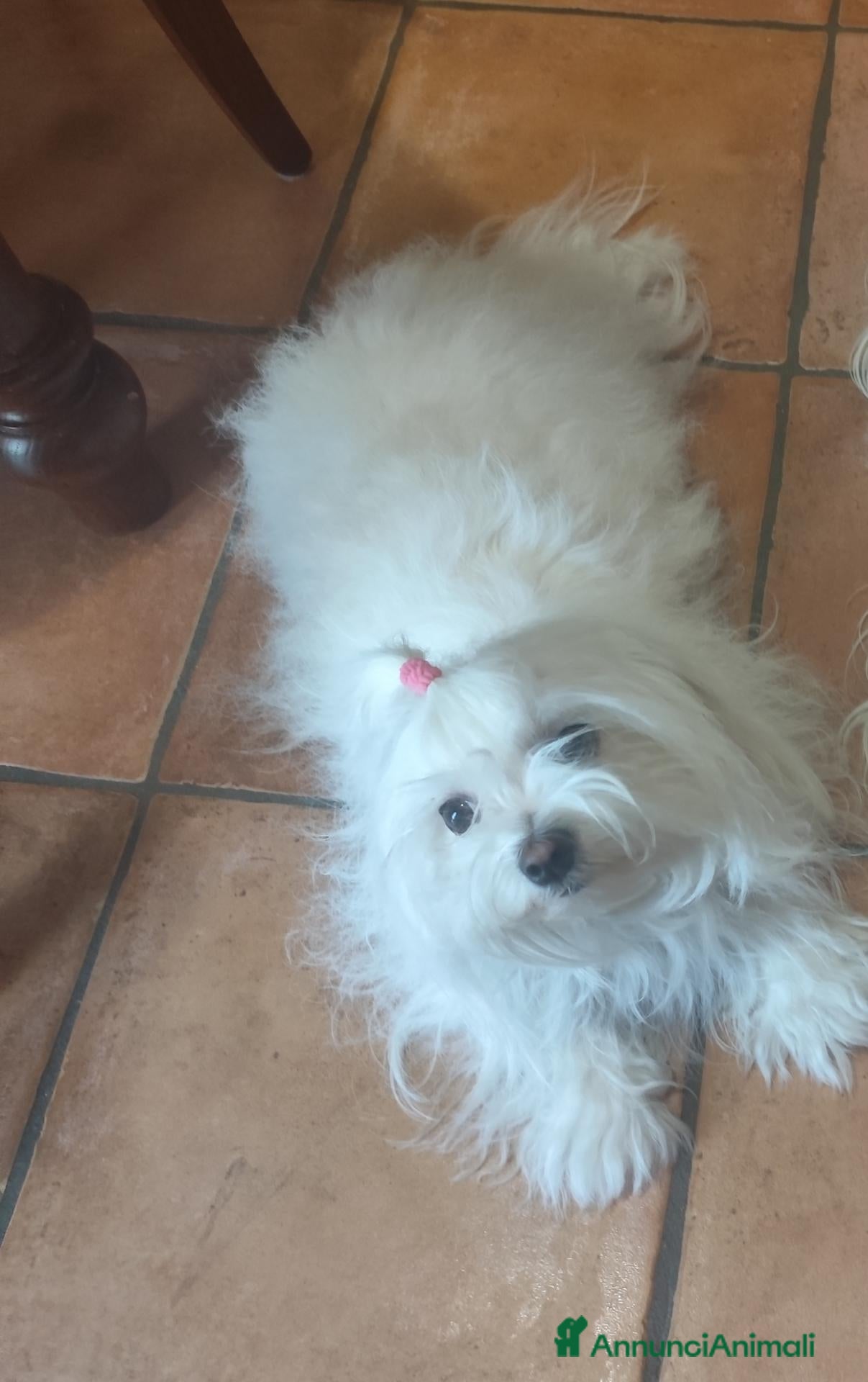 Maltese cani Cuccioli di maltese - Annuncio 13