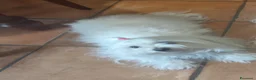 Maltese cani in vendita: Cuccioli di maltese - Annuncio 1