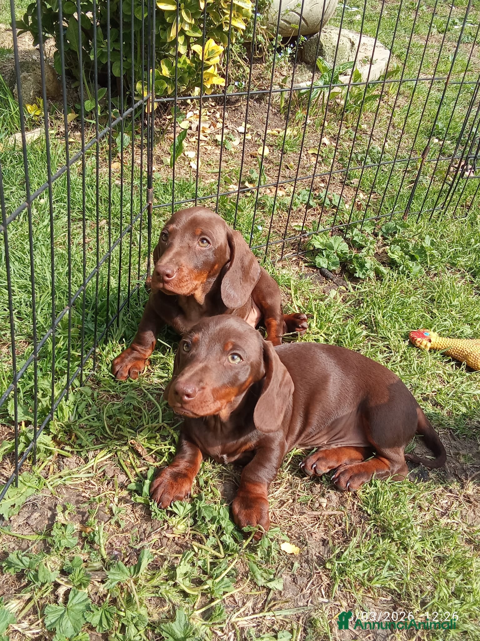 Bassotto cani Bassotti  disponibili - Annuncio 2