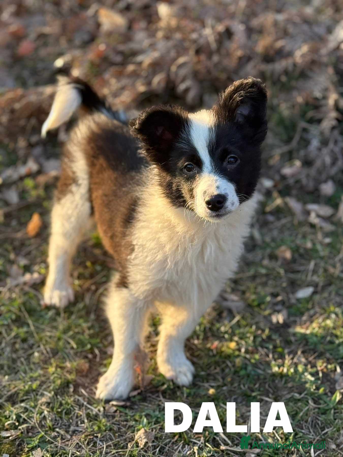 Border Collie cani DALIA, mix BORDER COLLIE in miniatura! Dolcissima - Annuncio 4