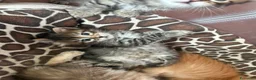 Siberiano gatti in vendita: Cuccioli Siberiano - Annuncio 6