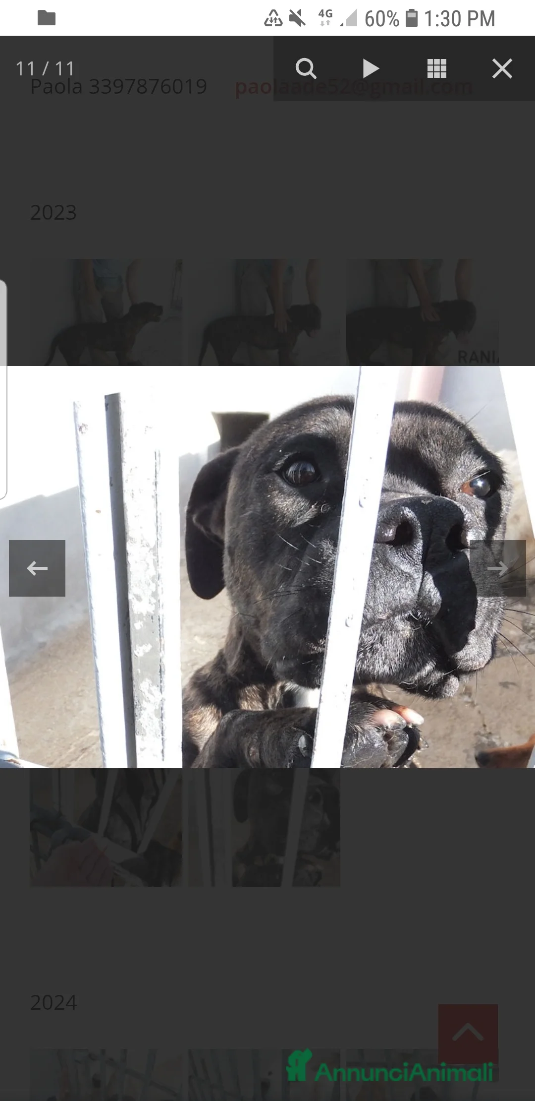 Pitbull cani in regalo: ADOZ.DEL CUORE: soffre la reclusione: sfruttata!!! - Annuncio 8