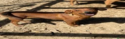 Meticcio cani in regalo: NIKITA, trottolina tutta coccole! TG PICCOLA - Annuncio 7