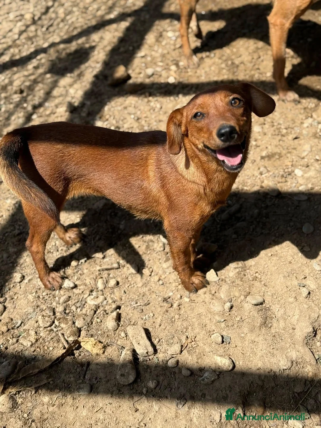 Meticcio cani in regalo: NIKITA, trottolina tutta coccole! TG PICCOLA - Annuncio 7