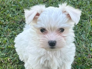 Maltese cani Cucciole di maltese - Annuncio 4