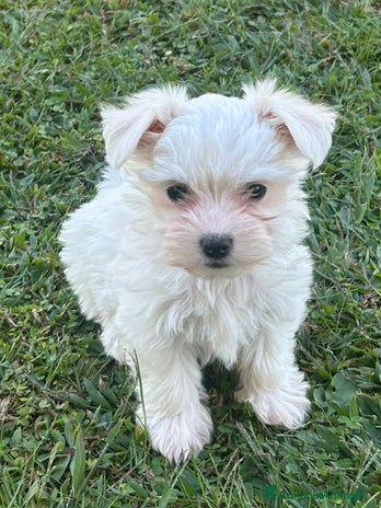 Maltese cani - Annuncio 10