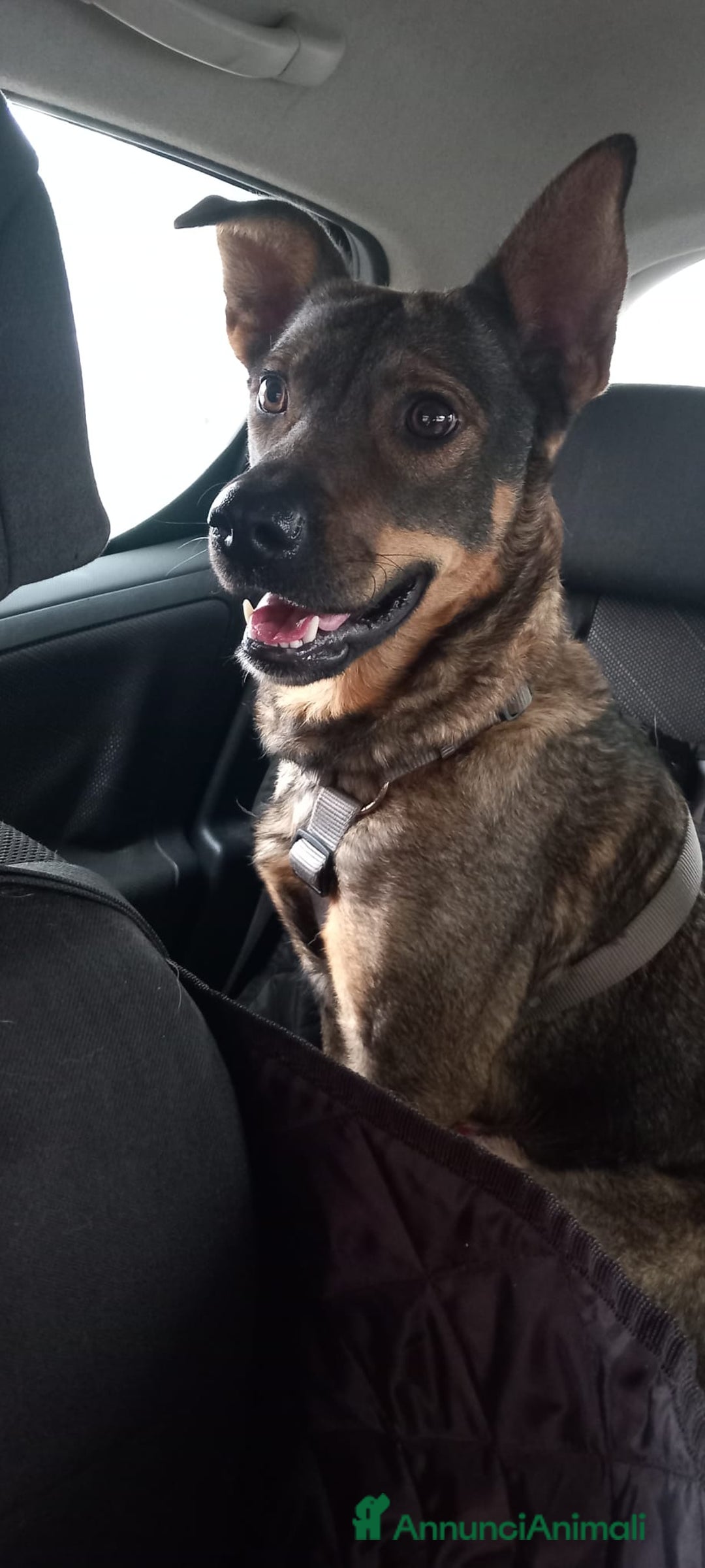 Meticcio cani in regalo: Elisa, simil pastorina!  - Annuncio 2