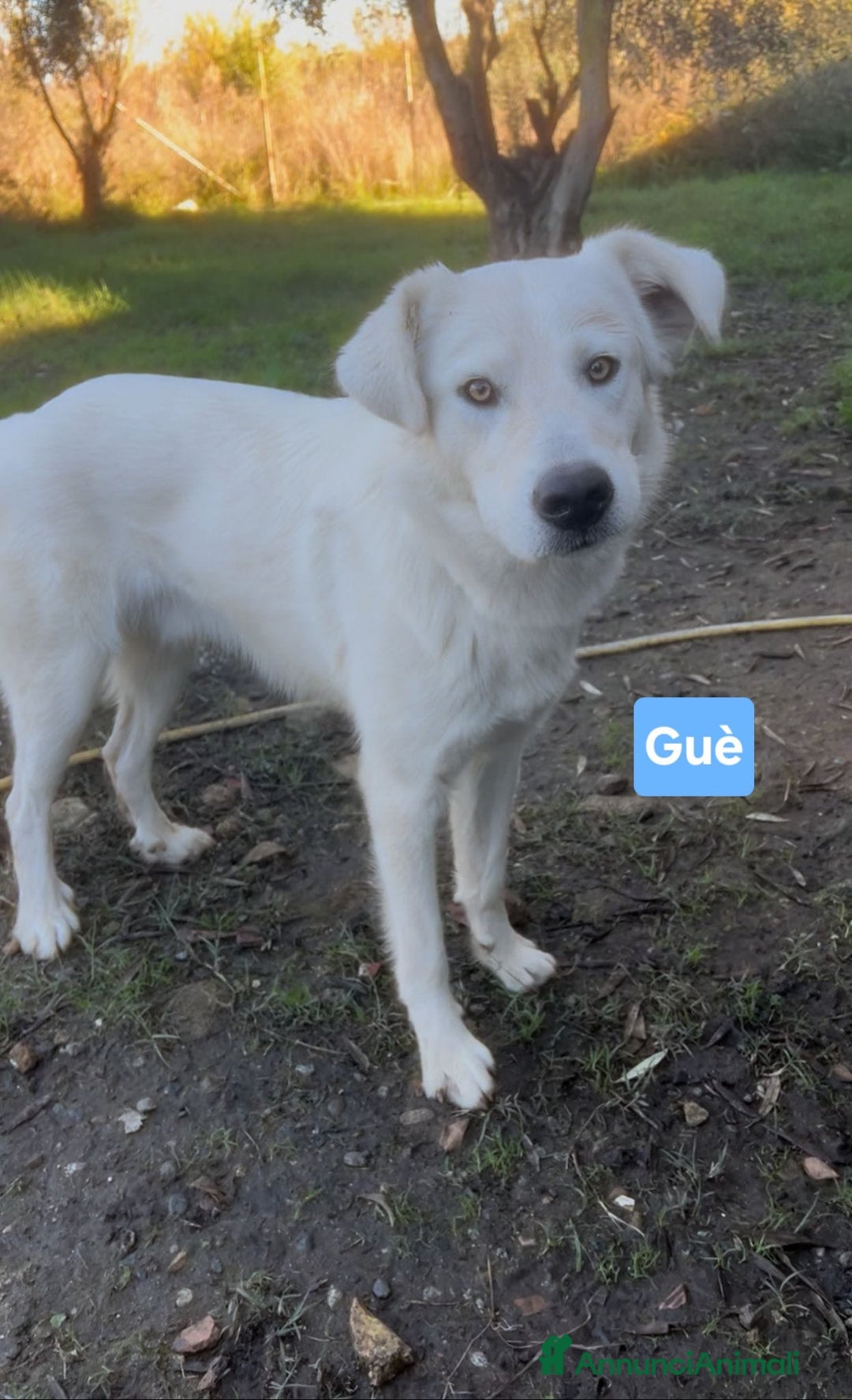 Meticcio cani in regalo: GUE’ 💙 -cucciolo di 11 mesi cerca ancora casa🙏🏻 - Annuncio 7