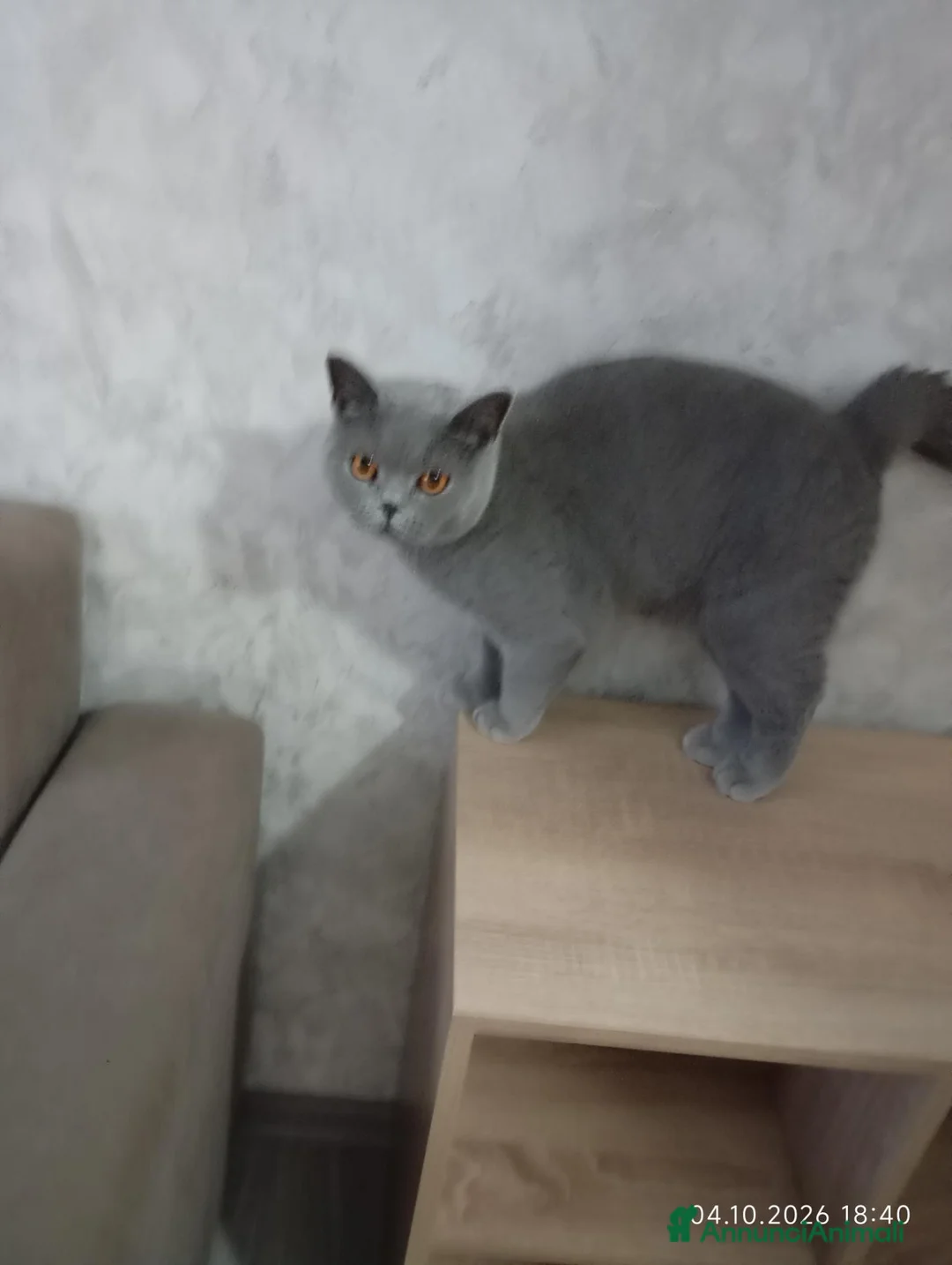 British gatti in vendita: BRITISH SHORTHAIR FEMMINA  - Annuncio 3