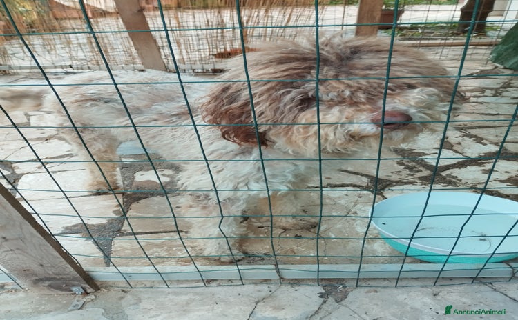 Lagotto cani a Città metropolitana di Roma Capitale - Annuncio 1