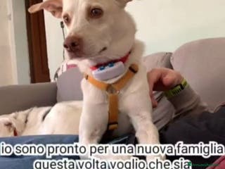 Meticcio cani 5anni RINUNCIA DI PROPRIETà!URGENTE PIACENZA a Piacenza - Annuncio 29