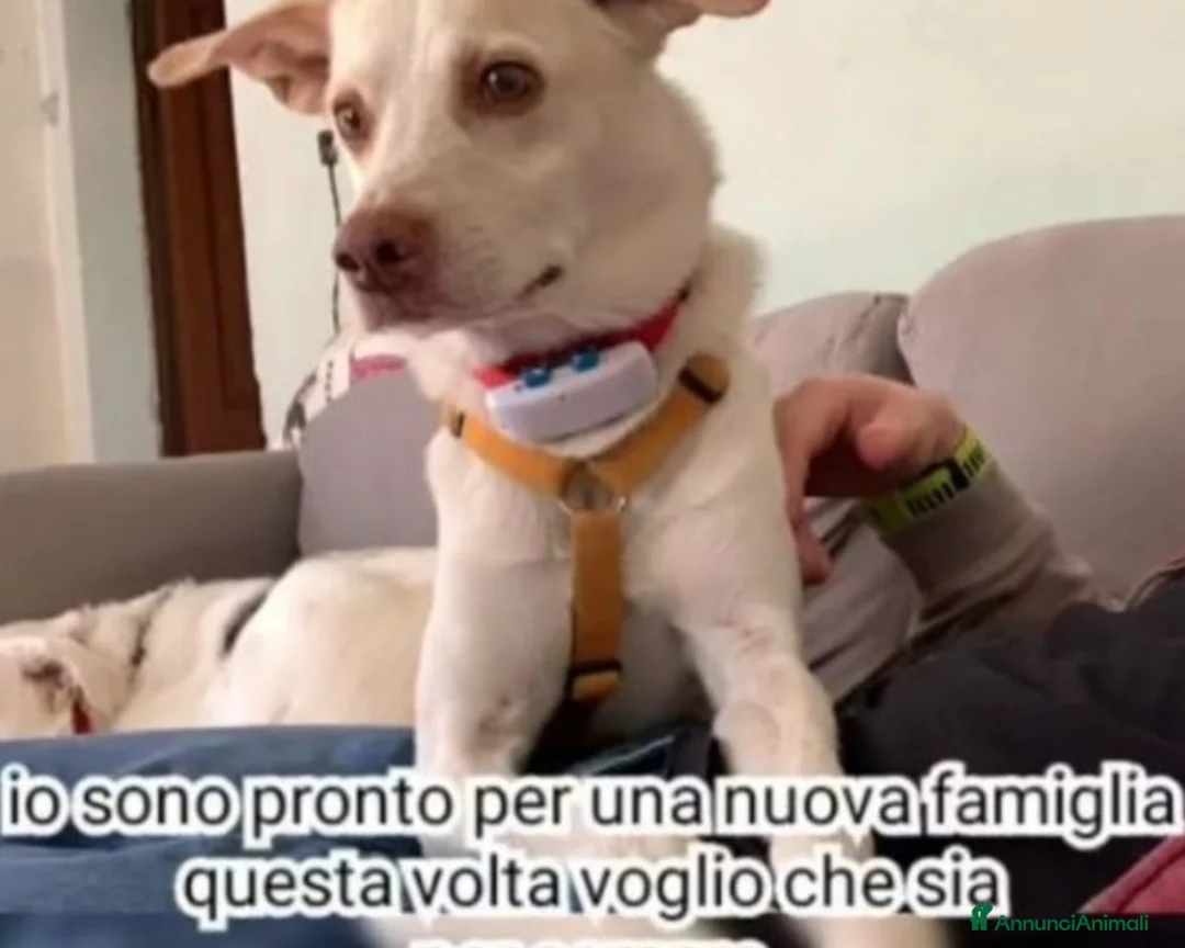 Meticcio cani in regalo: 5anni RINUNCIA DI PROPRIETà!URGENTE PIACENZA a Piacenza - Annuncio 1