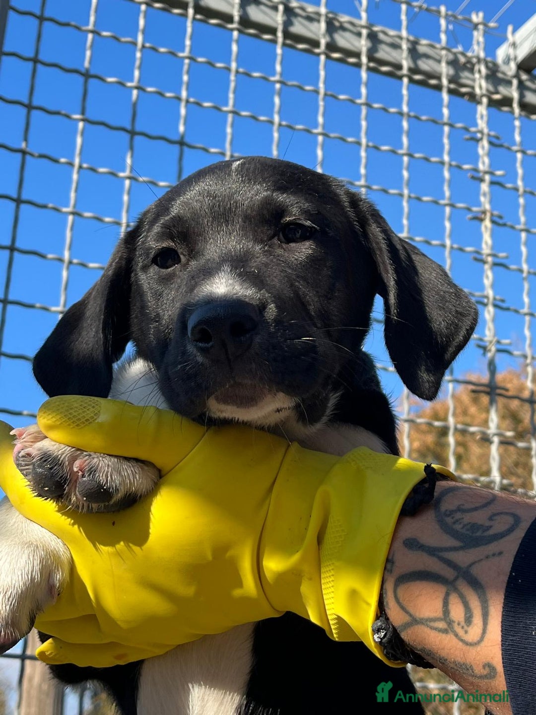 Meticcio cani in regalo: Simpaticissima cucciola  - Annuncio 6