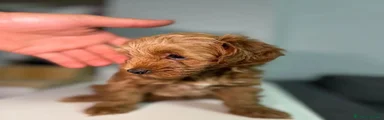 Maltipoo 3