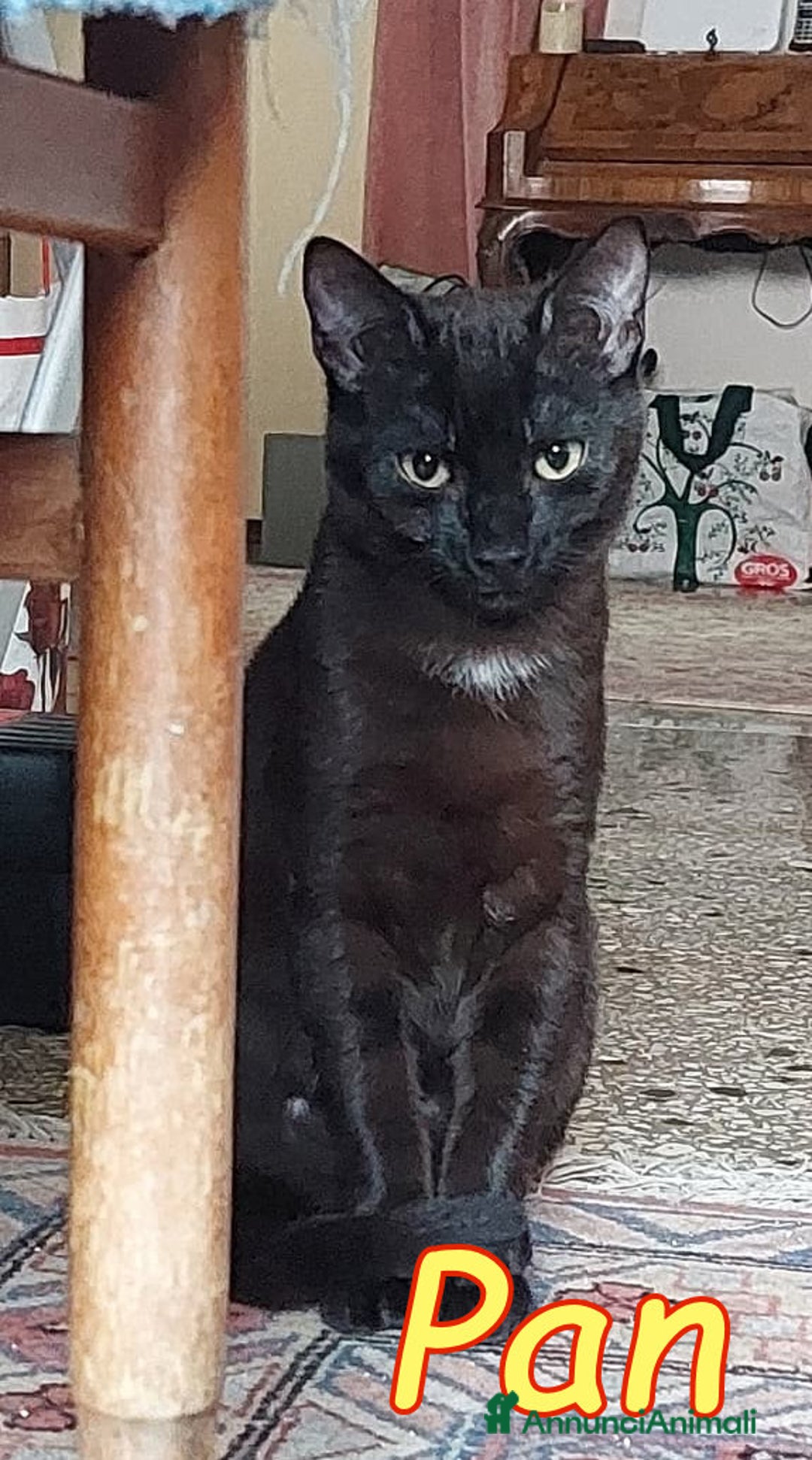 Europeo gatti in regalo: PETER IL PANTERINO DOLCISSIMO - Annuncio 6