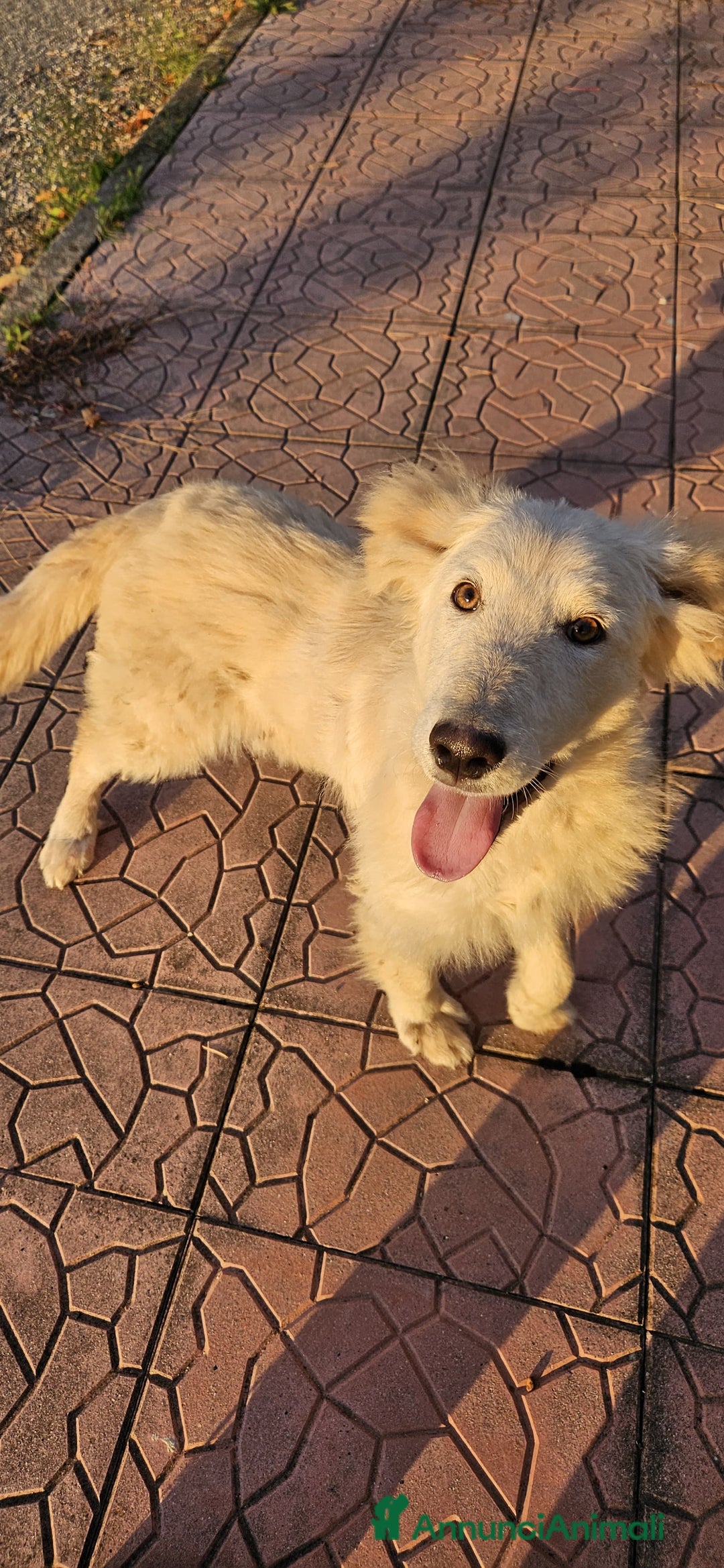 Meticcio cani in regalo: UNA MAMMA PER AKY  - Annuncio 3