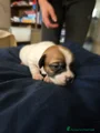 Jack Russell Cucciolo 1