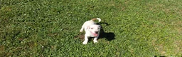 Jack Russell cani in vendita: Jack Russell terrier - Annuncio 2