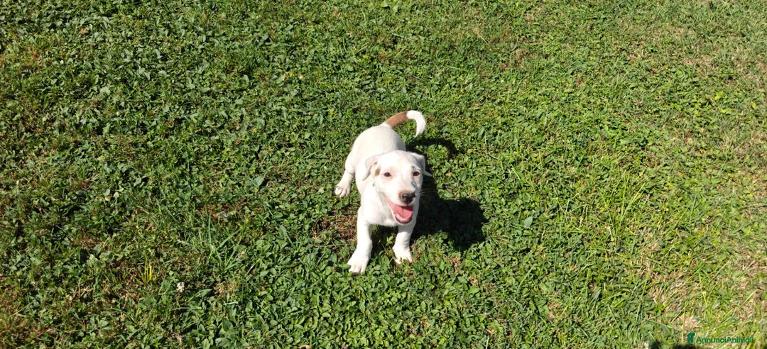 Jack Russell cani in vendita: Jack Russell terrier - Annuncio 2