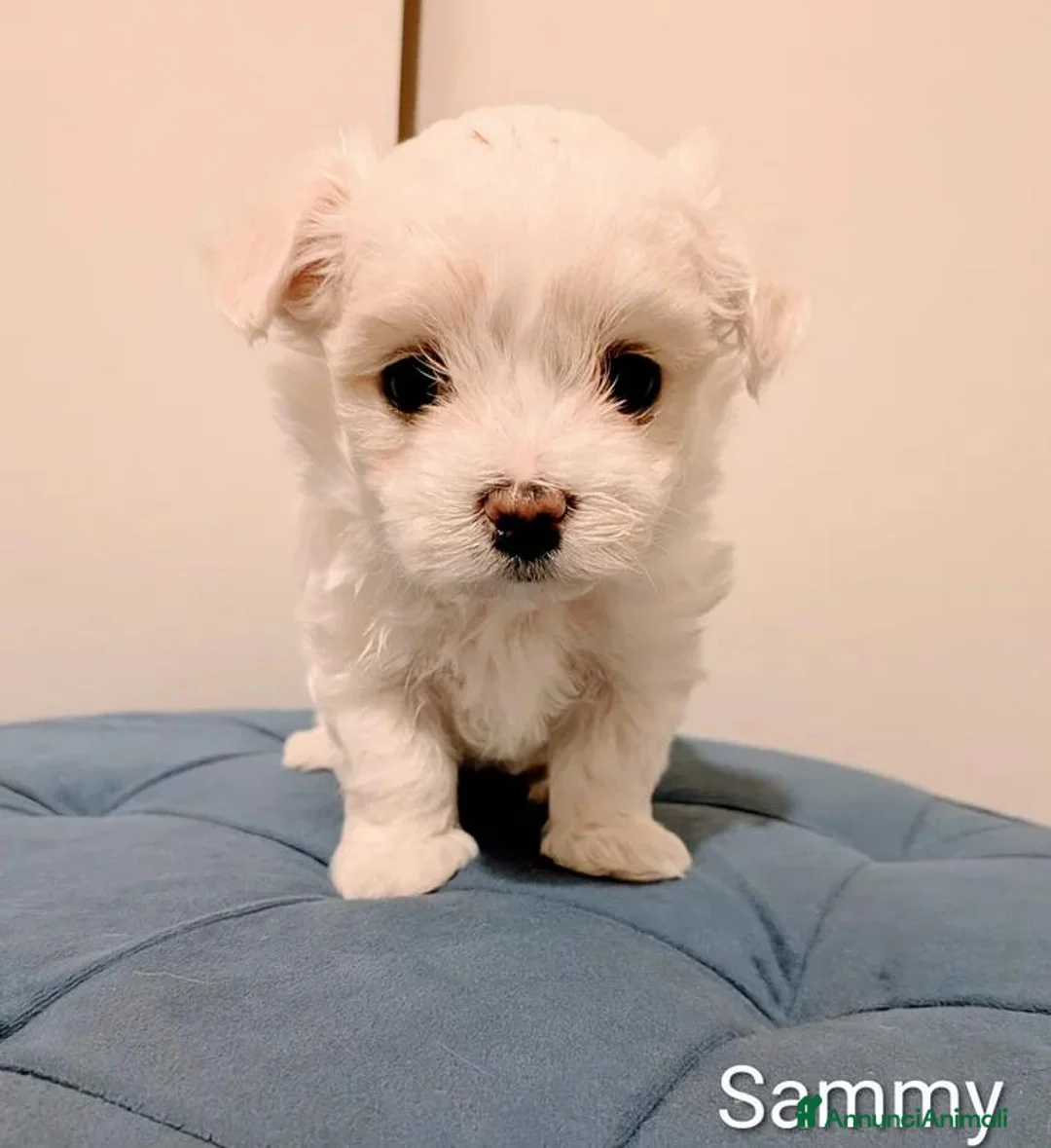 Maltese cani in vendita: Bellissimi Cuccioli di Maltese - Annuncio 2