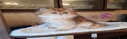British gatti in vendita: British longhair Golden Maschio  - Annuncio 4