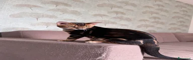 Rambo